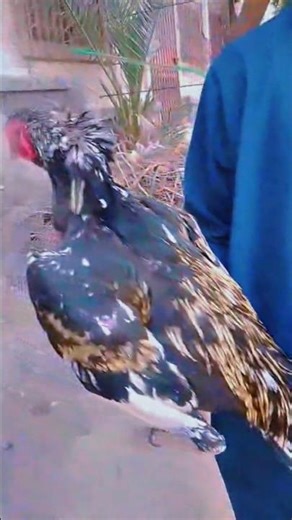 java patha Shok🔥#aseelmurga #cheenaaseel #sabscribe