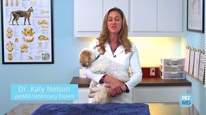 9.4K views · 58 reactions | All about giardia in dogs. Learn more:...