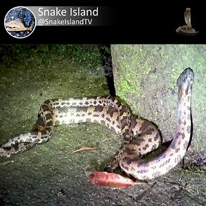 526K views · 295 shares | Snakes mating at an altitude of 1600m #wildanimal #wildlife #snake | Snake Island | Facebook