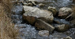 Kokanee Salmon spawn swim up stream Electric Lake Utah. Autumn fish swim upstream from lakes into creek and river. Fall cool seasonal weather. Scenic landscape and nature.