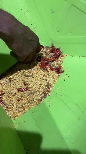 20K views · 31 reactions | Red chilli seed cleaning and grading machine ☎️ +91 90390 88841 | Punjab Engineering Corporation | Facebook