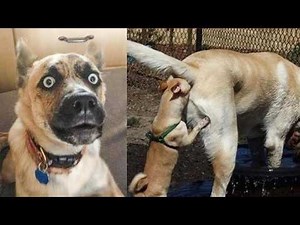 😂🐶 Dog Fails Compilation: 30 Minutes of Pure Comedy and Joy! 😂🐶