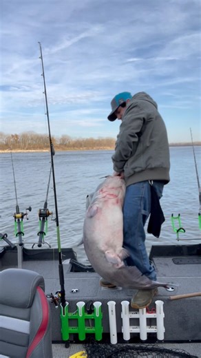 This 86 pound blue cat got away from me😳