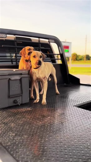 Florida Hog Hunting with Cur Dogs