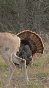 He's Showing Off | Michael Lee