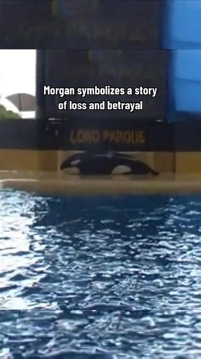 This is Morgan's story: https://bit.ly/4pm5PX5 A rescued elephant or tiger would not be sent to live in a circus, so why does this cycle continue for captive orcas and dolphins? ⁠ ⁠ We continue to share and expose these stories so that consumers may end their support of this exploitive industry. Share Morgan's story and help spread the word. #DontBuyATicket⁠ ⁠ #dolphinproject #orca #killerwhale #animals | Dolphin Project