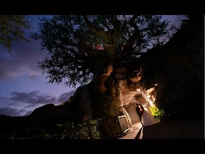 Our Disney's Animal Kingdom Fairytale Wedding | Tree of Life Ceremony, Tiffins Reception and Mickey