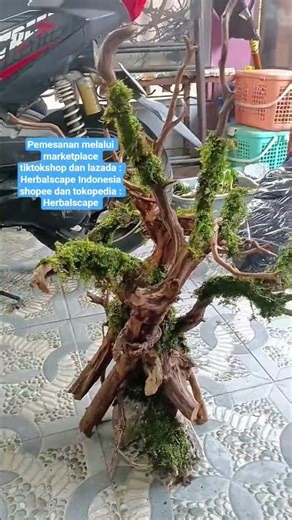 basic bonsai aquarium decorative wood #bonsai #aquarium #aquascape #natural #wood