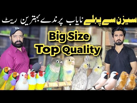Exotic finches breeding setup | top quality birds