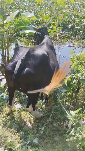 Cow farming in America