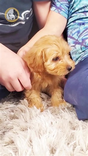 Meet Whisker, the F1B Maltipoo boy who’s all fluff, fun, and heart. With his soft light-red coat and playful, goofy personality, he’s always ready to make you smile — whether it’s through an energetic game or a cozy cuddle session. Whisker brings nonstop joy and companionship wherever he goes. As a true Scorpio, he’s loyal, affectionate, and forms deep bonds with the people he loves, making him a wonderful lifelong companion. Comes with: ✅ Direct home delivery anywhere in the U.S. ✅ 24/7 lifetim