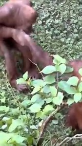 Bad Monkeys very disrespectful at Seattle Zoo 😹lool ORANGUTAN wife hostage held #orangutans #chimpanzee #chimp #gorilla #gorillatag #viralvideo #viralreels #reelsvideo #fbreels #reelsfb #ad | Finger Knights 3