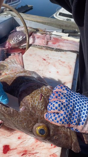 37K views · 468 reactions | Who else likes to harvests ling cod cheeks?! 襤 | Addicted Fishing | Facebook