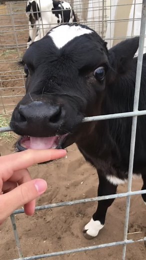 Ben Friedman on TikTok