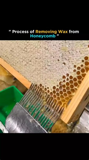Culture Cortex 🍿 | The process of removing wax from a honeycomb begins after the honey has been extracted. First, the empty honeycombs are collected and... | Instagram