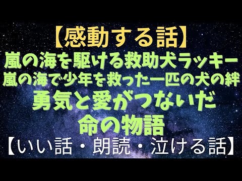【犬×感動】嵐の海を駆ける救助犬ラッキー