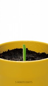 98K views · 597 reactions | Don’t Toss It! Regrow Plants from Kitchen Waste | 5-Minute Crafts Family | Facebook