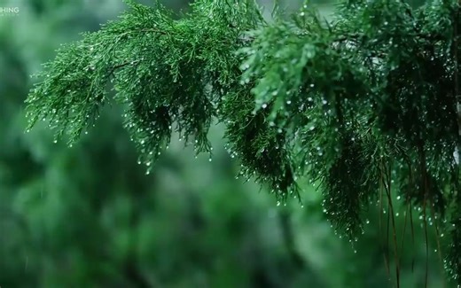 Rainy Day • Relaxing Piano Music with Soft Rain Sounds _ Sleep, Study, Relax