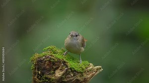 Horsfield's babbler bird standing in the moss on a branch, as if on the top of a mountain