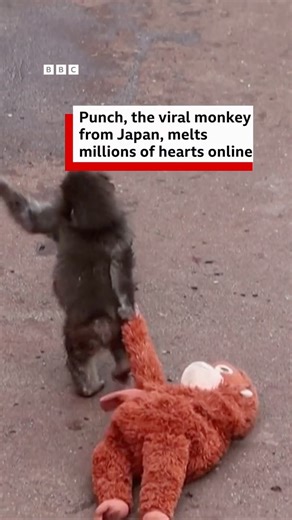 An abandoned baby monkey has been breaking hearts online. Punch, a young Japanese macaque at the Ichikawa City Zoo in Japan, was given an orangutan stuffed toy as a substitute for his mother. During the first few months of his life, he struggled to bond with the other monkeys in his zoo’s enclosure and had only the company of his human keepers and the stuffed toy. But recent videos show he’s turning things around. Tap the link in @BBCNewsIndia’s bio to see him bonding with some of the other monk