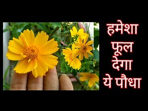 353:- How To Care Coreopsis Plant / कोरियोपसिस के पौधे की देखभाल कैसे करें / Coreopsis Flowers