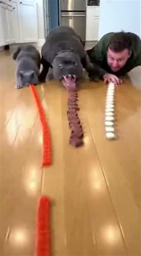 ​The King of the Table 👑