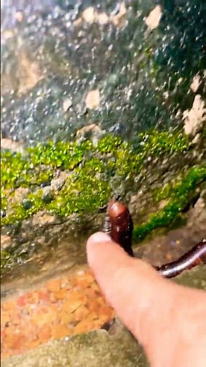 Millipede Crawls Outdoor near water pool fall with nature sound #millipede #viral #animals #shorts