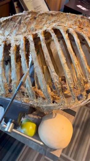 Beast Broadheads on Instagram: "Here’s a great demonstration how the BEAST Broadhead works, more specifically how the B.A.(Bone Avoiding) technology works. For frame of reference, a cantaloupe is 265% denser than lung tissue and in the same ballpark as heart muscle. So this demonstrates the BEAST’s spring force is literally 3-5X stronger than is needed to be to stay open throughs vital organs and soft tissue, but yet it can still flex past bone, this is the way broadheads should work. There is n