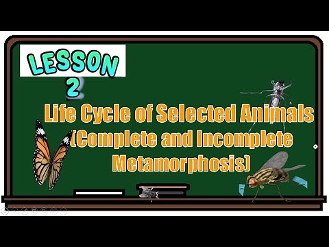 SCIENCE 4 Q2 WEEK 4 MODULE 4 LIFE CYCLE OF SELECTED ANIMALS (COMPLETE and INCOMPLETE METAMORPHOSIS)
