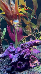 Sea Dragon, aquarium at Epcot Center, Disney World, Orlando