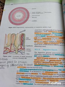 biology chapter 16 class 11 notes