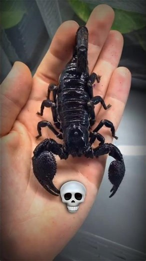 "Scorpion Transformation | From Tiny Crawler to Deadly Beast!" #shorts