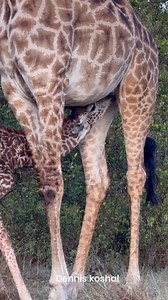 6.1K views · 84 reactions | A tender moment in the wild — a young giraffe calf nursing beneath its watchful mother. Still wobbly on long legs, the calf feeds quickly, drawing strength and comfort before rejoining the herd. A beautiful reminder that even in the vast wilderness, motherhood is gentle and protective. #GiraffeCalf #WildMotherhood #AfricanWildlife #SafariMoments #NatureLovers #MasaiMara #WildlifePhotography | Dennis Koshal | Facebook