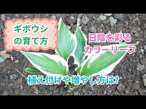 【ギボウシ(ホスタ)の育て方】日陰を彩るカラーリーフ!栽培に適した環境・植え付けを実践!