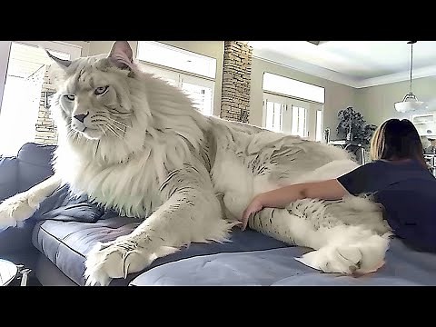 The BIGGEST CAT BREEDS In The World