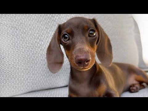 Mini Dachshund puppy- 14 weeks old.