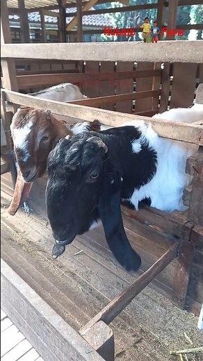 Kambing Lucu Embek Lucu Domba Lucu * Kambing Embek-Embek Mbek Mbek #goat #funny #sheep