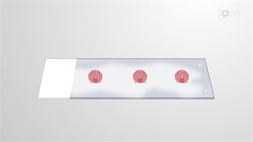 Video: Immunostaining of Mouse Craniofacial Tissues - Experiment
