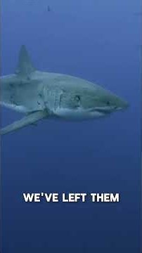 Large Sharks Disappear Near Human-Dominated Coastlines
