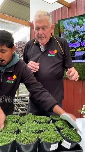 Hello Hello Plants on Instagram: "🌿A lawn you can walk on, smell, and even eat. In 𝗡𝗮𝘁𝘂𝗿𝗲’𝘀 𝗖𝗮𝗿𝗽𝗲𝘁 · 𝗘𝗽𝗶𝘀𝗼𝗱𝗲 𝟮, 𝐖𝐡𝐢𝐭𝐞 𝐓𝐡𝐲𝐦𝐞 shows how a groundcover can turn paths, pavers and open spaces into a soft, fragrant carpet — flowering white in summer and tough in heat or frost. . 👉𝘽𝙧𝙞𝙣𝙜 𝙒𝙝𝙞𝙩𝙚 𝙏𝙝𝙮𝙢𝙚 𝙝𝙤𝙢𝙚 𝙖𝙣𝙙 𝙨𝙩𝙖𝙧𝙩 𝙗𝙪𝙞𝙡𝙙𝙞𝙣𝙜 𝙮𝙤𝙪𝙧 𝙤𝙬𝙣 𝙉𝙖𝙩𝙪𝙧𝙚’𝙨 𝘾𝙖𝙧𝙥𝙚𝙩: go to our website via the link in bio > tap any column > Chris’ Blog