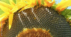 Sunflower seeds. Fibonacci golden ratio in nature and sunflower seeds. Golden ratio in sunflower ensures most uniform distribution of seeds in basket or head of sunflower. Cinema 4K 60fps video