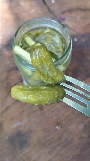 Crispy Fermented Pickles in the Wild 🥒