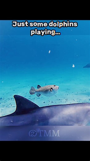 Why Dolphins “Play” with Puffer fish?… #shorts #shortsfeed #nature