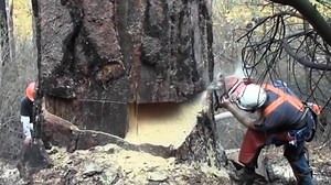 How to cut the big tree, smart work | Amazing Machine