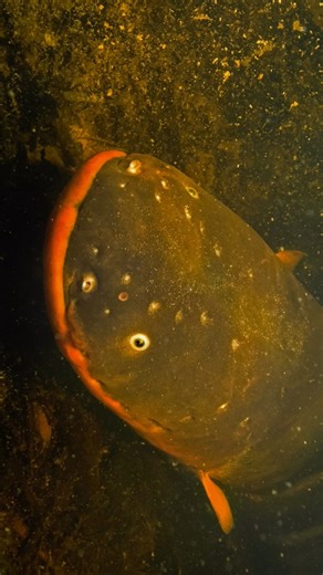 Christopher Gillette on Instagram: "Shocked by an electric eel!! ⚡️⚡️⚡️ This was 2yrs ago & just one of those crazy things I have wanted to experience for years! I’m got @davidblaine to try it next 😂I saw a breeding aggregation of huge electric eels in the wild in the Amazon years ago, I waded out into the water surrounded by them and they were curious but not aggressive. I really wanted to experience a little shock for my own curiosity but it was far too dangerous of a situation with so many l