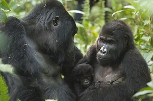 animal group names - collective nouns for various animals