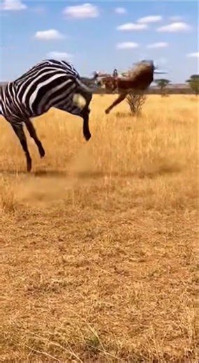 :"Zebra Strike! Powerful Kick in the Wild":zebra, kick, animal attack, wildlife, wild animal,,,,,,,,