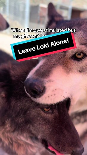 I just want some peace and quiet. 😤 #NOTpets #wolfsanctuary #rescue #wolfdog #growl #grumpy #overstimulatedintrovert