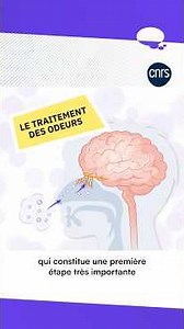 Pourquoi les odeurs font-elles ressurgir les souvenirs ? | L'infographie du mois