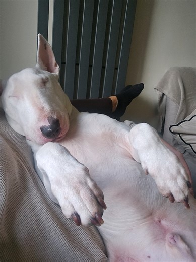 Understanding English Bull Terriers' Playful Behavior
